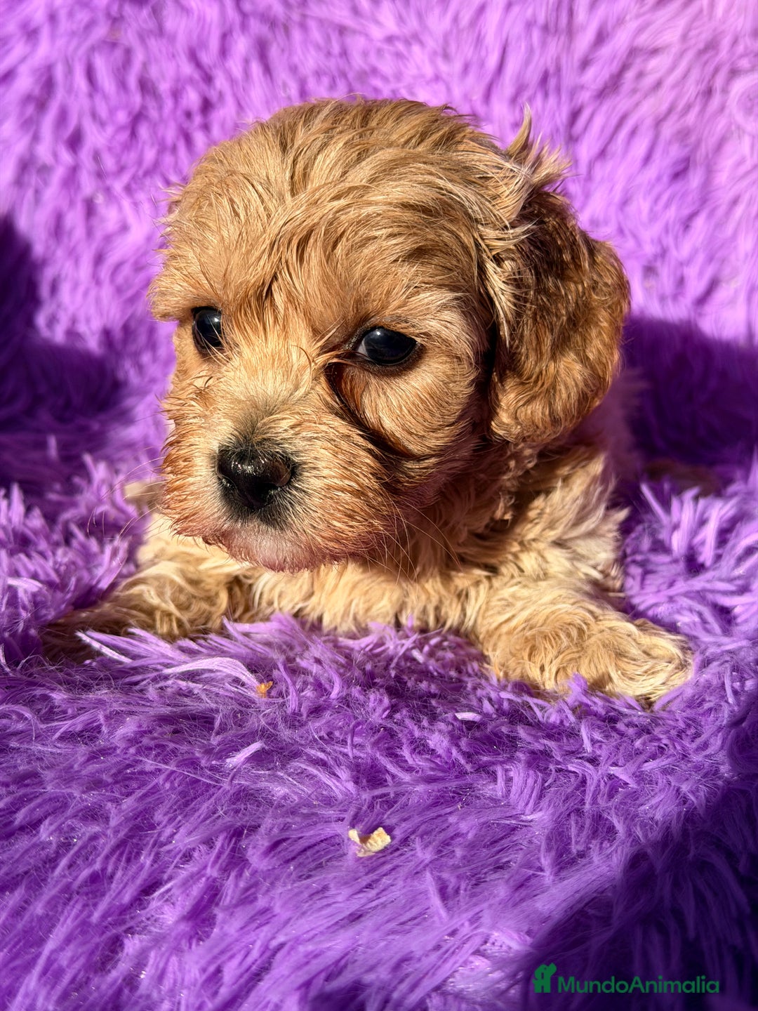 Maltipoo perros en venta: Maltipoo Minitoy  - Anuncio 6