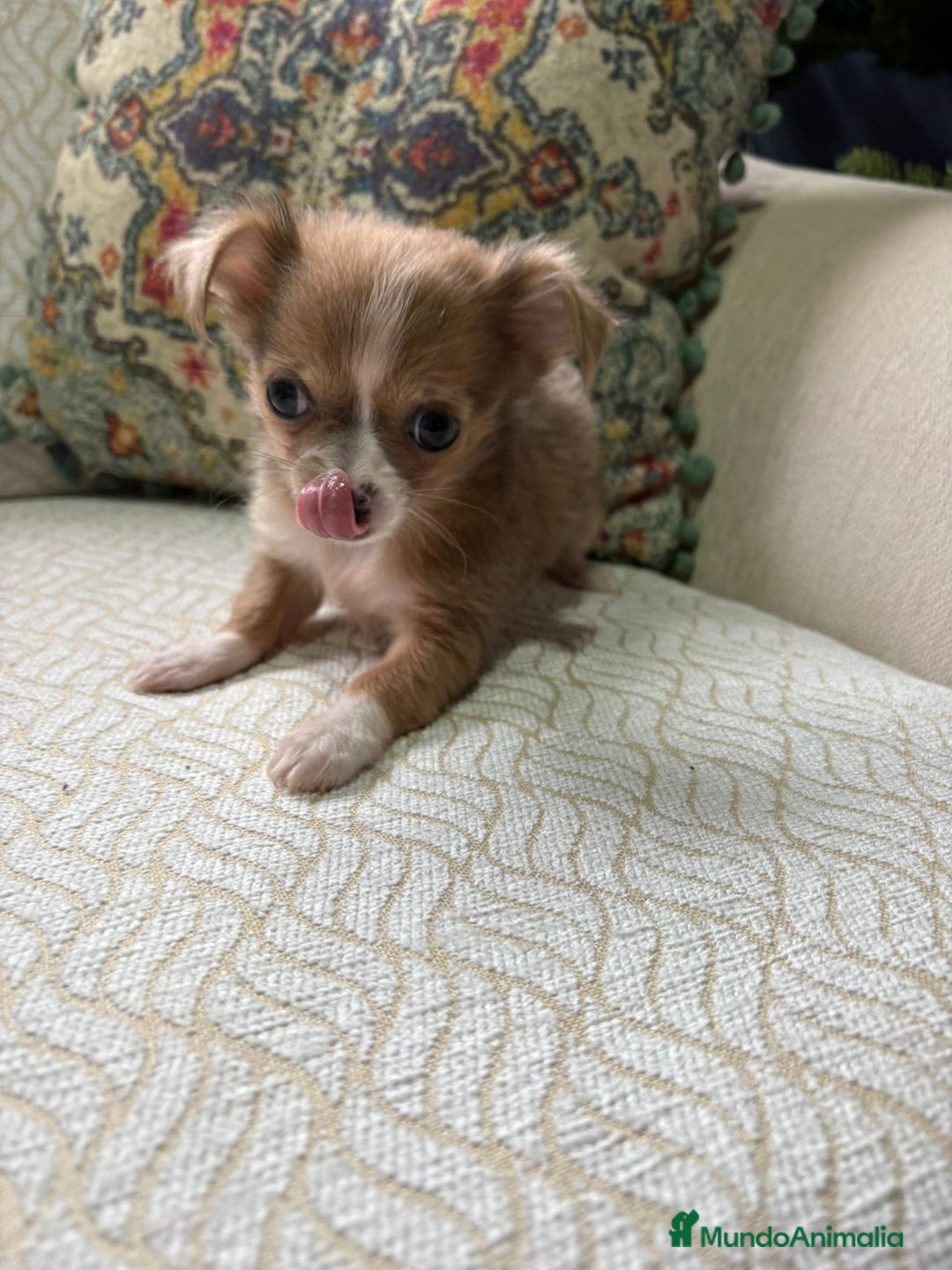 Chihuahua perros en venta: Hembra chihuahua toy chocolate pelo largo - Anuncio 13
