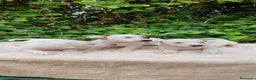 Jack Russell Terrier perros en venta: Jack Russell 500€ precio real  - Anuncio 7