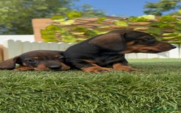 Teckel Miniatura perros en venta: TECKEL. MINIATURA - Imagen 10