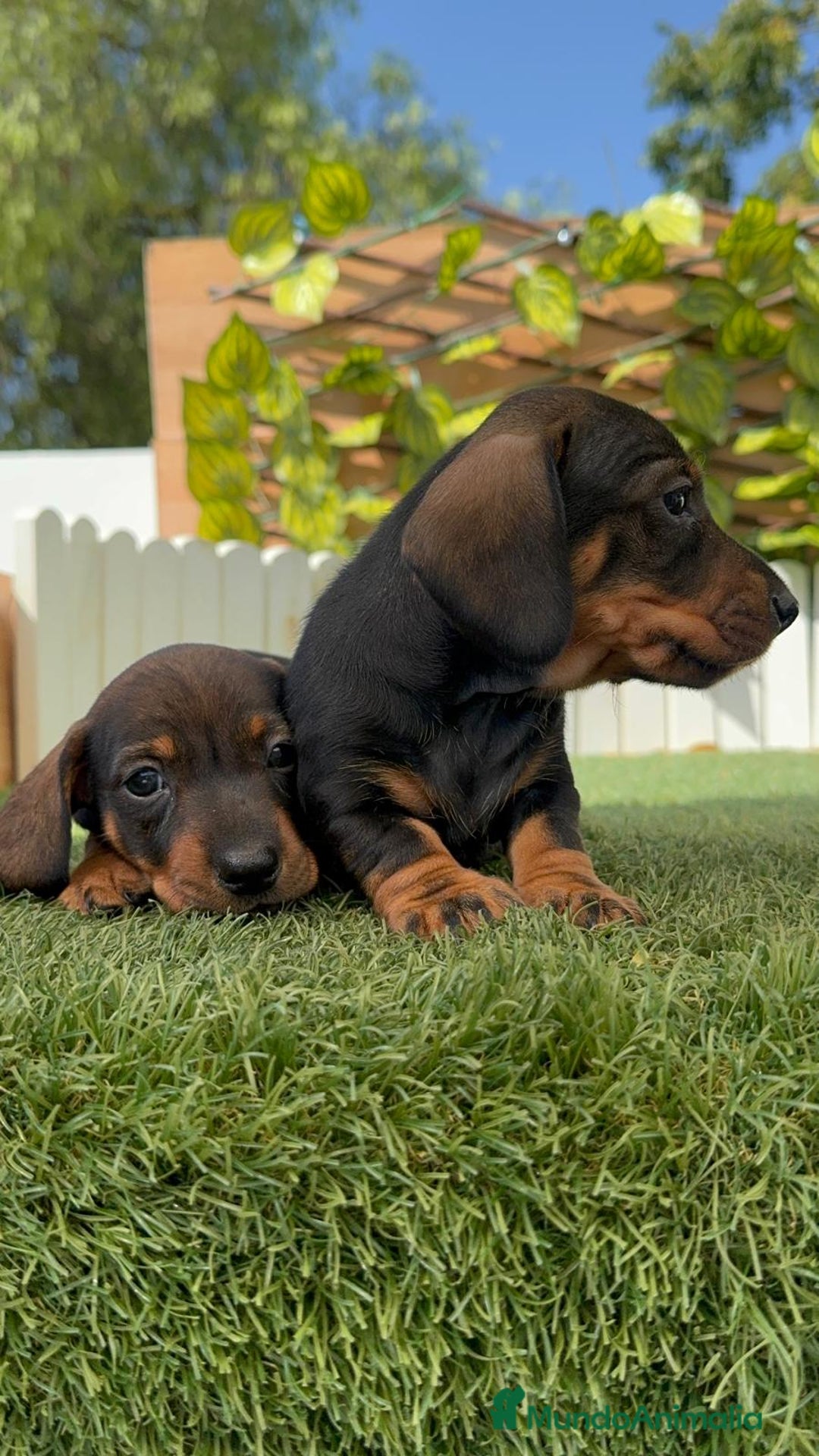 Teckel Miniatura perros en venta: TECKEL. MINIATURA - Imagen 10