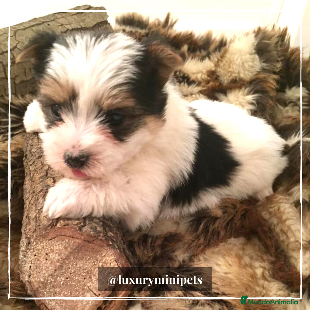 Biewer Yorkshire Terrier a la Pom Pon perros Camada de Yorkshire Biewer en Madrid - Anuncio 2