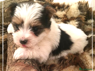 Biewer Yorkshire Terrier a la Pom Pon perros Camada de Yorkshire Biewer en Madrid - Anuncio 3