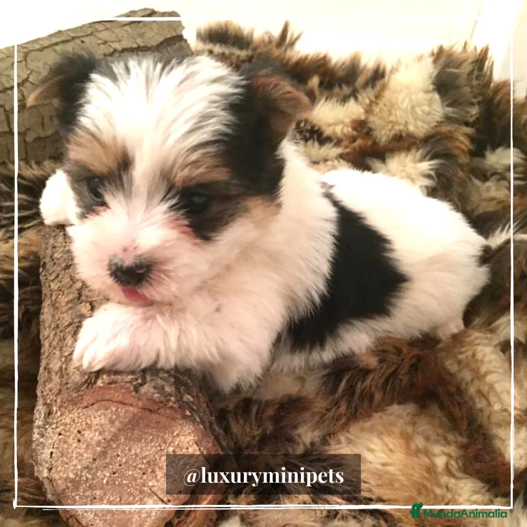 Biewer Yorkshire Terrier a la Pom Pon perros en venta: Camada de Yorkshire Biewer en Madrid - Anuncio 1