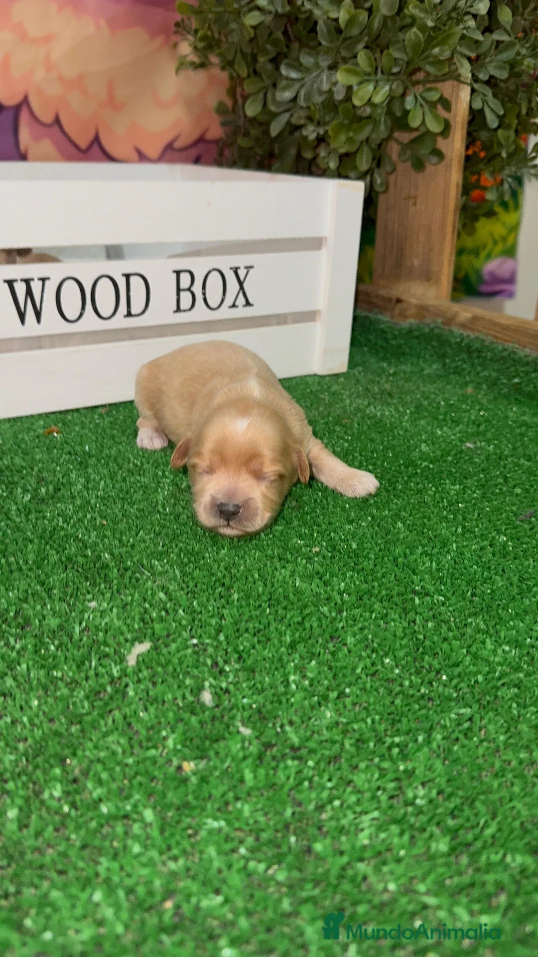 Maltipoo perros en venta: Maltipoo Toy Machos Rojo muy pequeños  - Anuncio 1