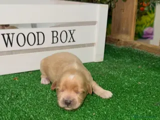 Maltipoo perros Maltipoo Toy Machos Rojo muy pequeños - Anuncio 16