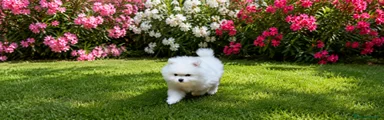 Pomerania 1