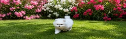 Pomerania perros en venta: Pomeranias con pedigree - Anuncio 4