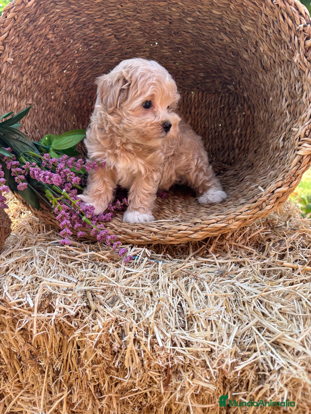 Maltipoo perros en venta: Maltipoo  - Imagen 5