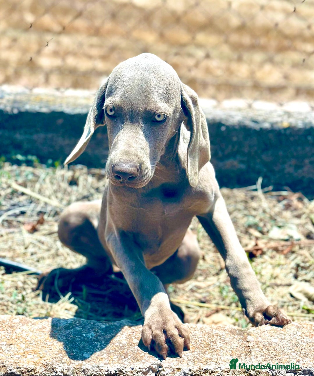 Weimaraner perros en venta: Braco  de weimar hembra  - Imagen 3