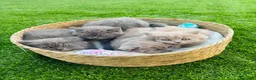 Británico de Pelo Corto Azul gatos en venta: British Blue y Lilac - Anuncio 1