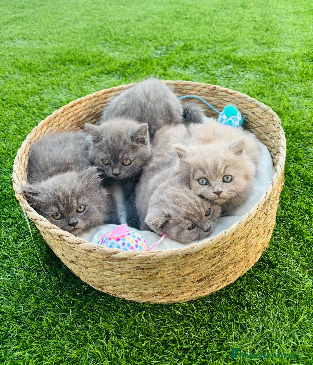 Británico de Pelo Corto Azul gatos en venta: British Blue y Lilac - Anuncio 1