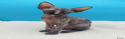 Sphynx gatos en venta: Preciosa hembrita sphynx  - Anuncio 1