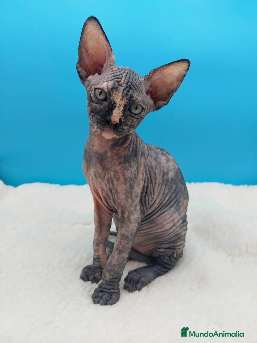 Sphynx gatos en venta: Preciosa hembrita sphynx  - Anuncio 1