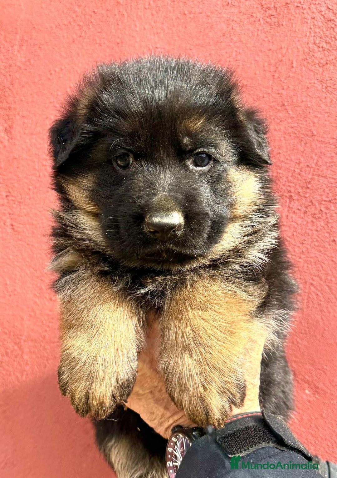 Pastor Alemán perros en venta: Pastor alemán cachorros vacunas criadero venta  en Valencia - Anuncio 8