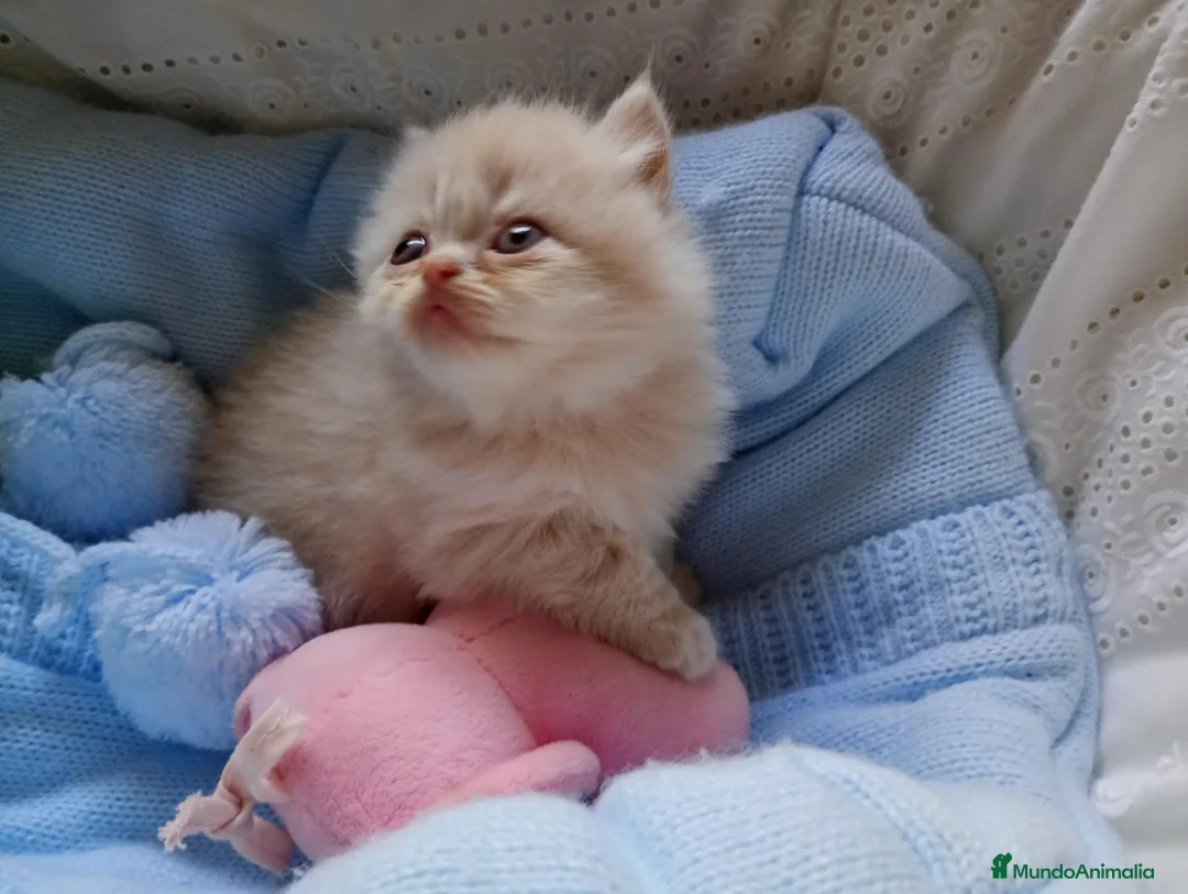 Persa gatos en venta: Disponible una parejita de persa y malayo - Anuncio 19