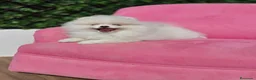 Pomerania perros en venta: Pomerania espectacular  - Anuncio 1