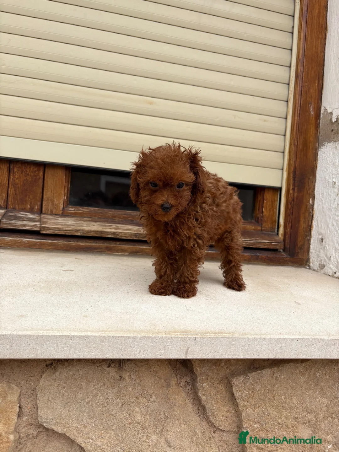 Caniche Toy perros en venta: Caniche Toy rojo  - Anuncio 5