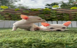 Chihuahua perros en venta: CHIHUAHUA HEMBRA BLANCA - Imagen 9