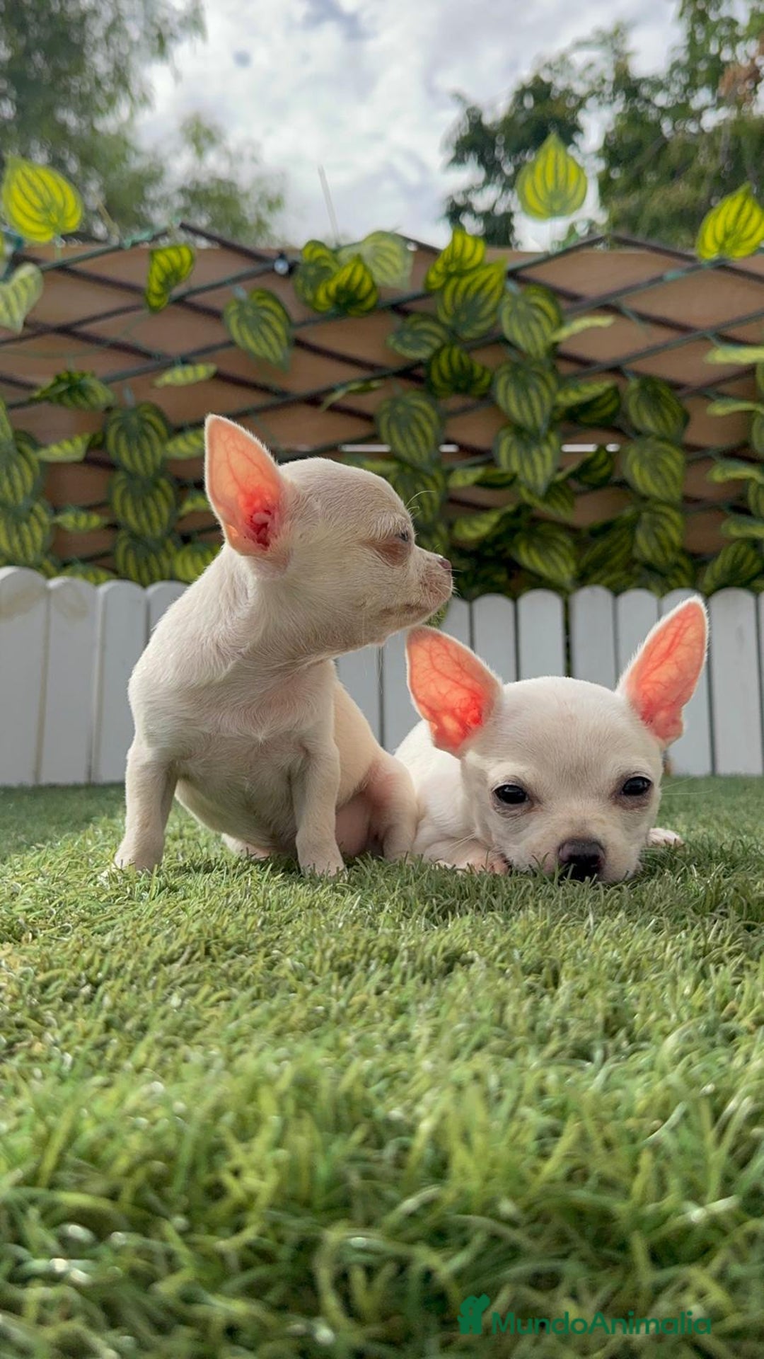 Chihuahua perros en venta: CHIHUAHUA HEMBRA BLANCA - Imagen 9