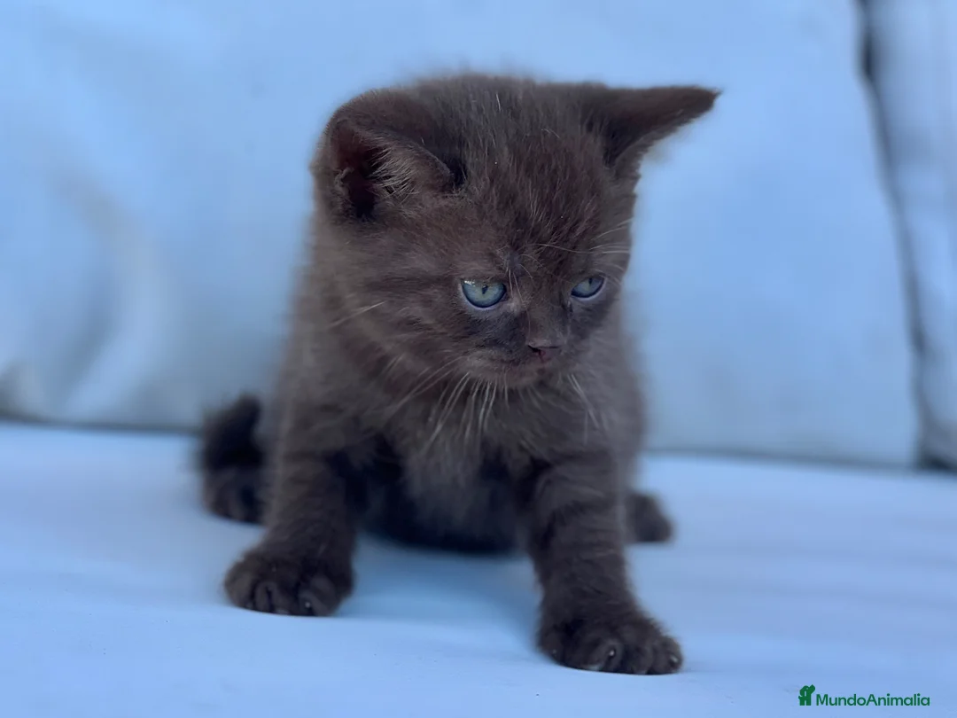 Británico de Pelo Corto gatos en venta: BRITISH SHORTHAIR CHOCOLATE - Anuncio 2