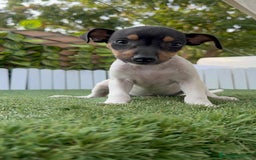 Ratonero Bodeguero Andaluz perros en venta: BODEGUERO ANDALUZ - Imagen 15