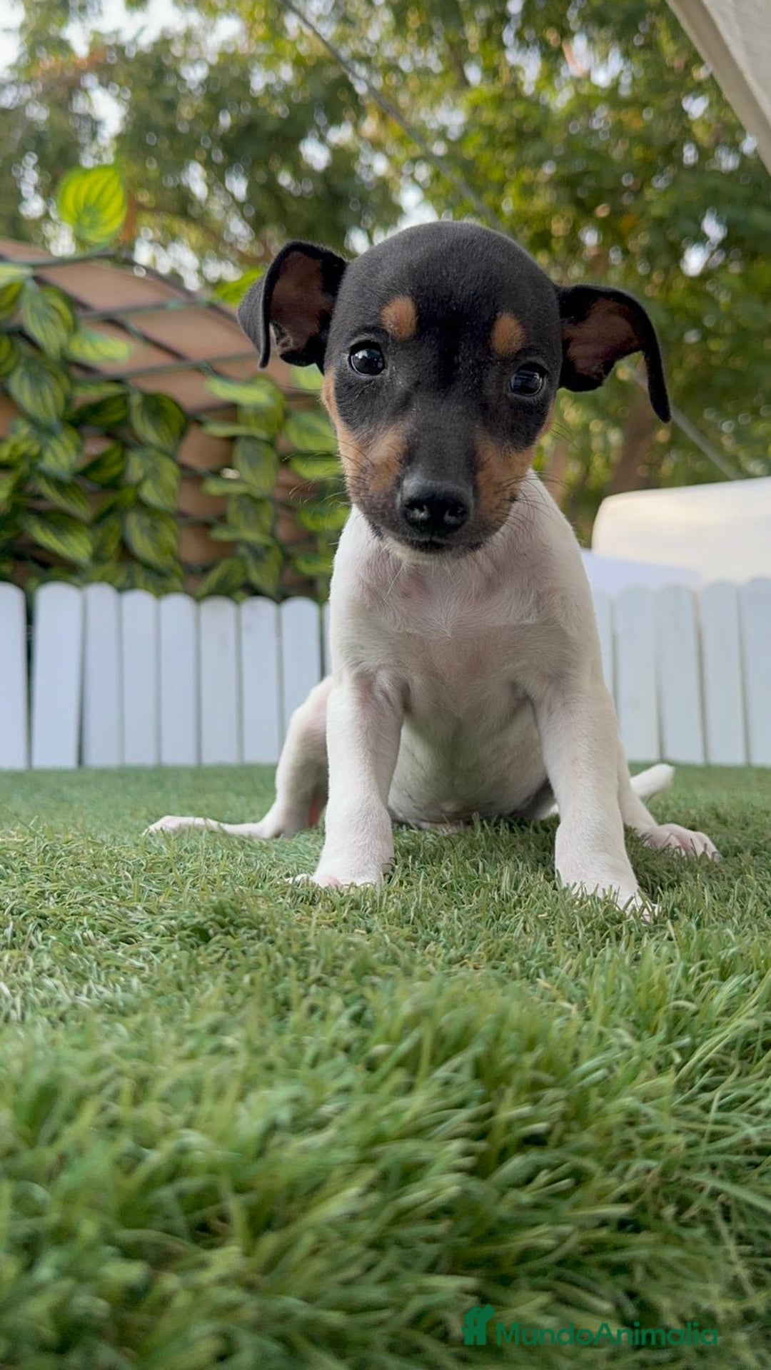 Ratonero Bodeguero Andaluz perros en venta: BODEGUERO ANDALUZ - Imagen 15