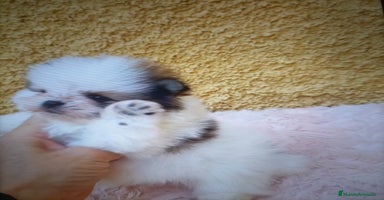 Pomerania perros - Anuncio 5