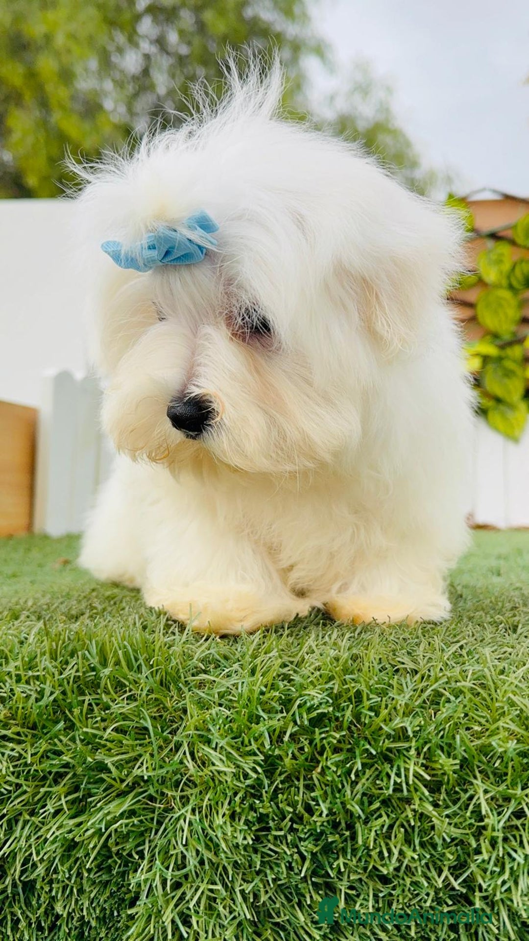 Bichón Maltés perros en venta: BICHON MALTES MACHO - Anuncio 6