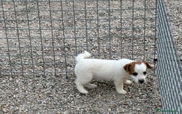 Jack Russell Terrier perros en venta: Cachorra Jack russell  - Imagen 3