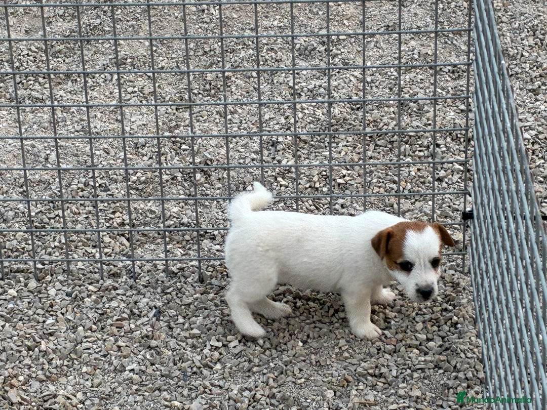 Jack Russell Terrier perros en venta: Cachorra Jack russell  - Imagen 3