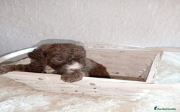 Perro de Agua Español perros en venta: Perro de agua  - Imagen 4
