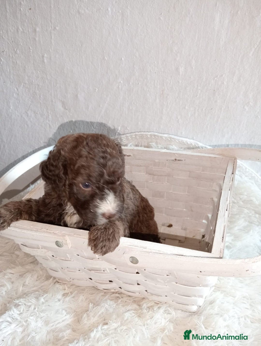 Perro de Agua Español perros en venta: Perro de agua  - Imagen 4