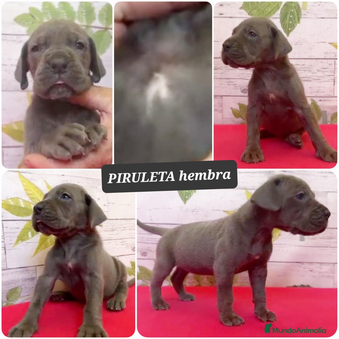 Dogo Alemán perros en venta: ¿Buscas un amigo fiel, alegre y lleno de energía? - Imagen 4