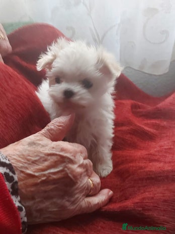 Bichón Maltés perros - Anuncio 18