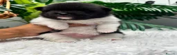 Pomerania perros en venta: POMERANIA - Anuncio 10