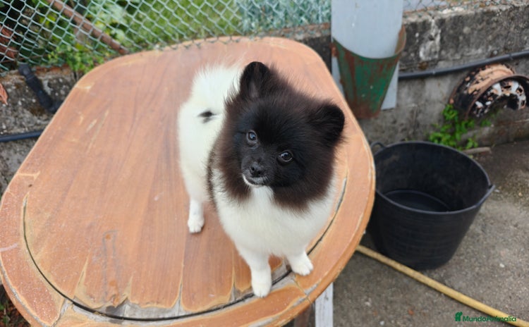 Pomerania perros - Anuncio 2