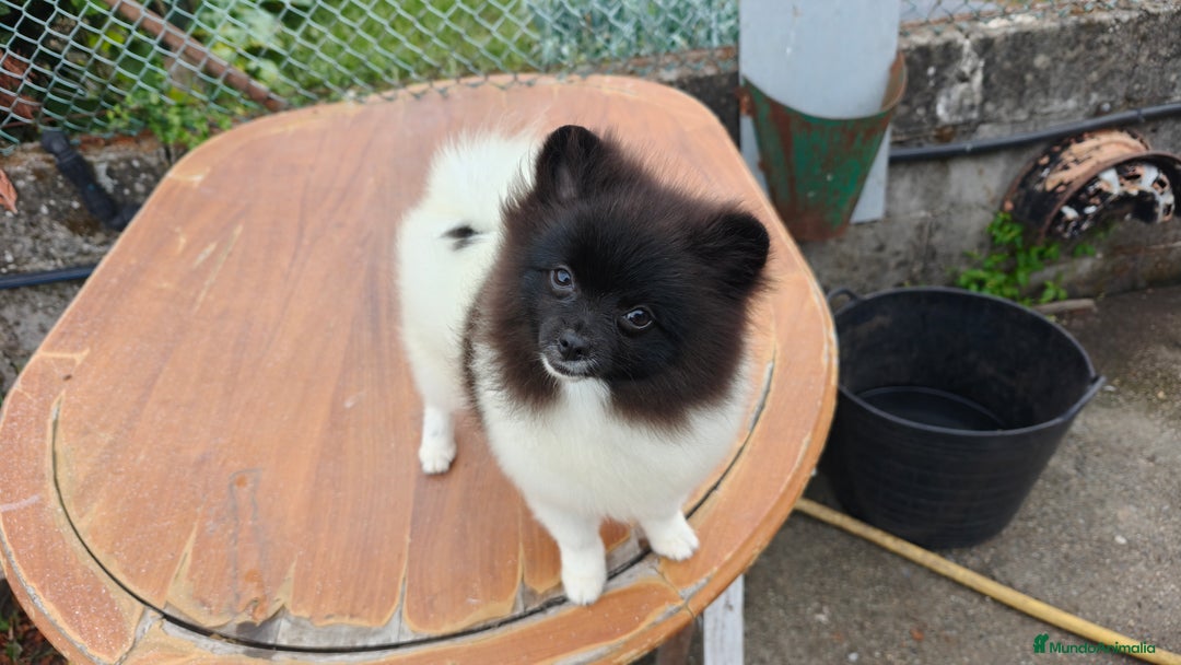 Pomerania perros en venta: Se venden dos femias Lulu de pomerania  - Imagen 1