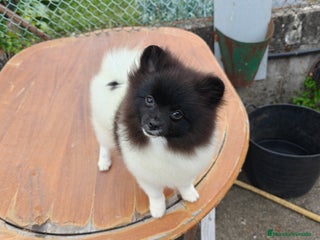 Pomerania perros - Anuncio 1