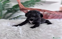 Cocker Spaniel Inglés perros en venta: COCKER SPANIEL INGLES - Imagen 12