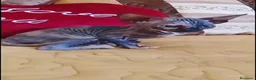 Sphynx gatos en venta: Hembrita tortuga  - Anuncio 1