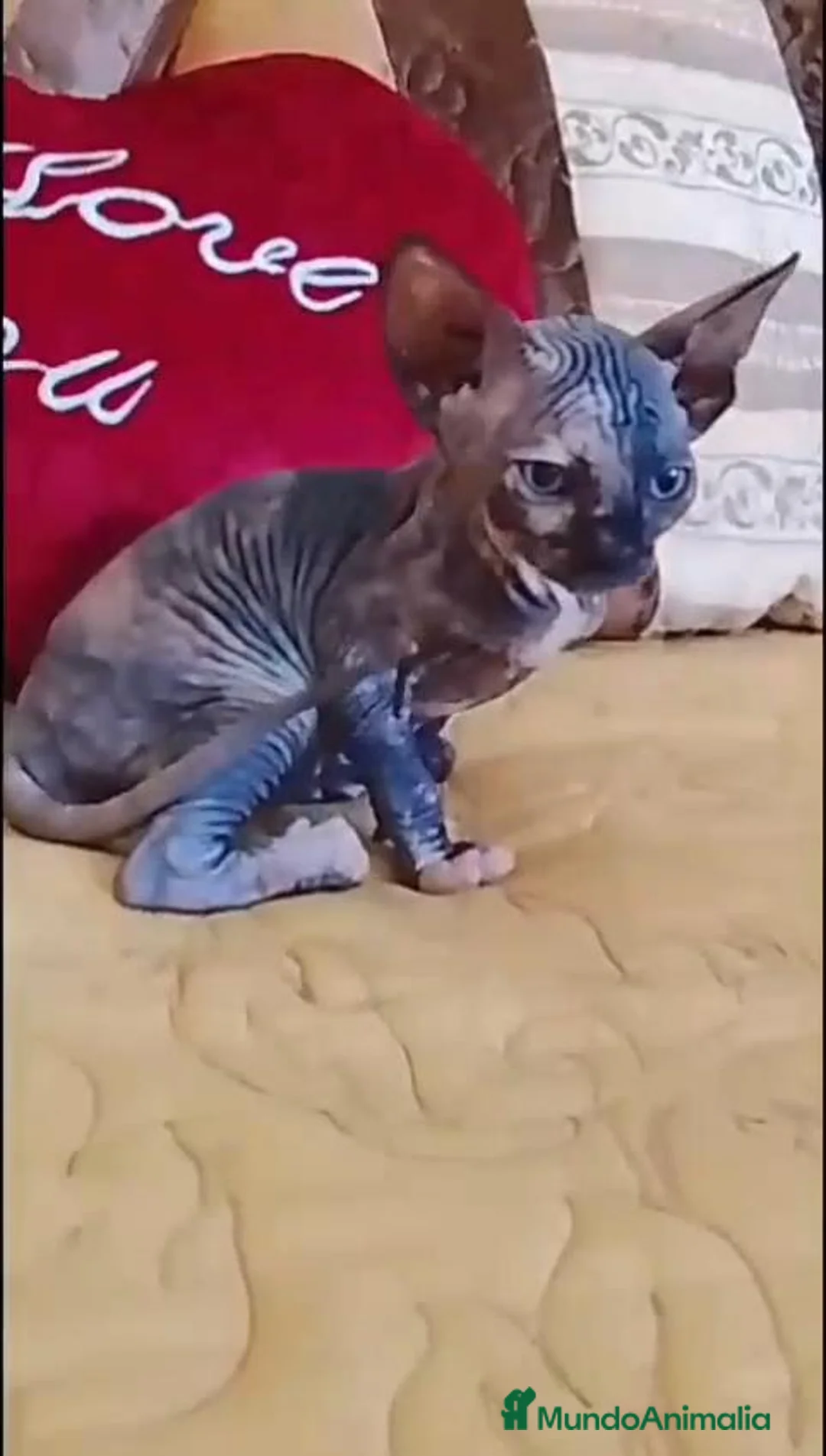 Sphynx gatos en venta: Hembrita tortuga  - Anuncio 1