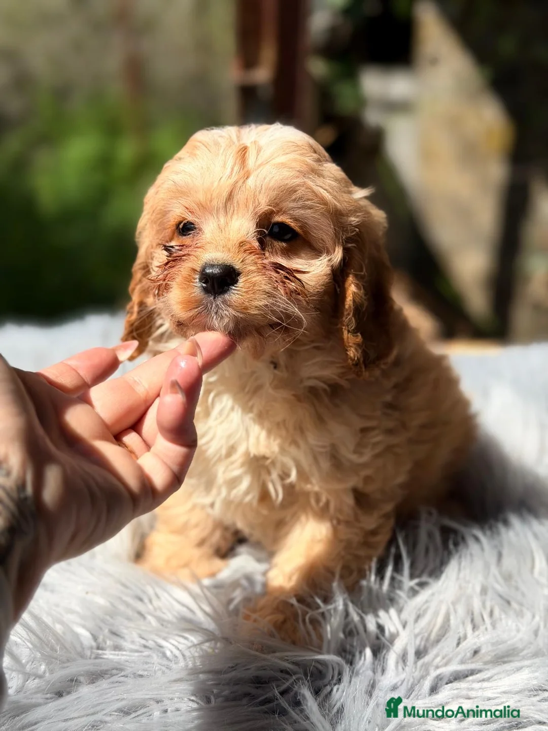 Cavapoo perros en venta: CAVAPOO APRICOT MACHOS - Anuncio 3