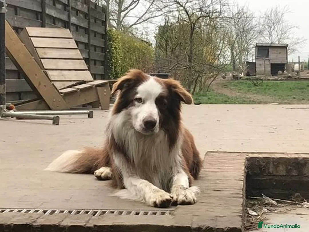 Border Collie perros en venta: BEBE BORDER COLLIE RED MERLE en Asturias - Anuncio 9