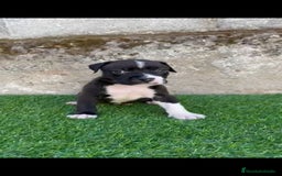 American Staffordshire-Terrier perros en venta: American Stanford  - Imagen 6