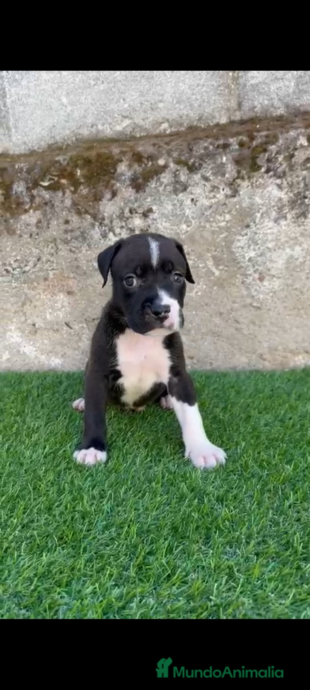 American Staffordshire-Terrier perros en venta: American Stanford  - Imagen 6