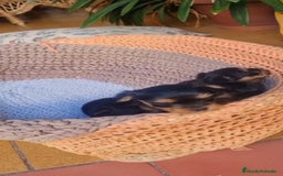 Yorkshire Terrier perros en venta: Yorkshire toy  - Anuncio 4