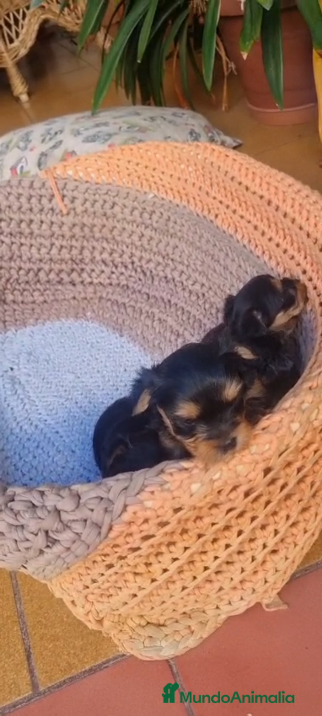 Yorkshire Terrier perros en venta: Yorkshire toy  - Anuncio 4