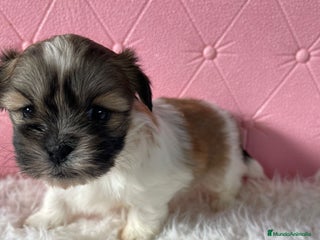 Shih Tzu perros Shih Tzu - Anuncio 1