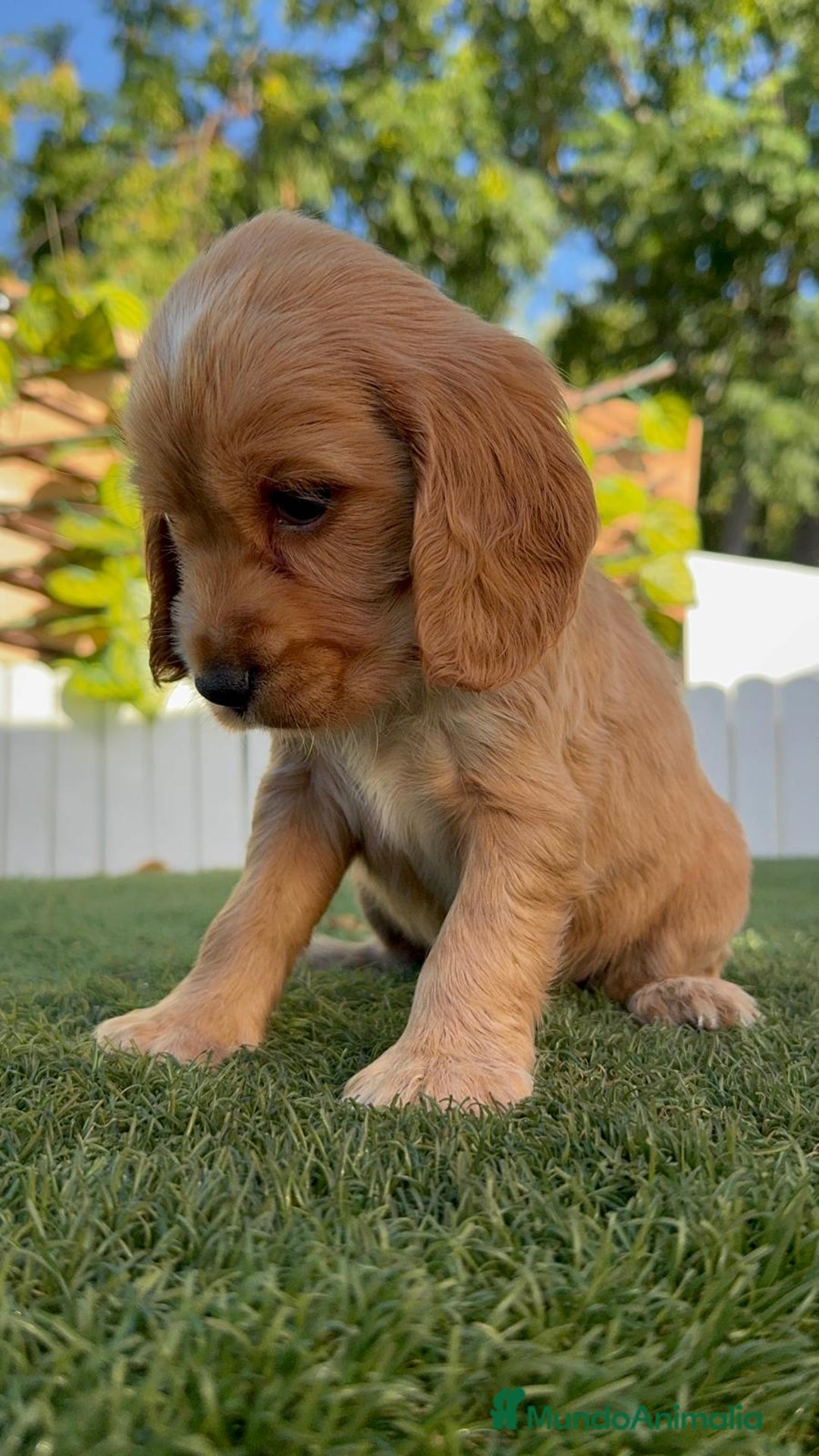 Cocker Spaniel Inglés perros en venta: COCKER SPANIEL INGLES HEMBRA - Imagen 6